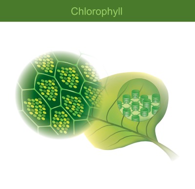 Chlorophyll-Our Life's Blood - Vitabase Health
